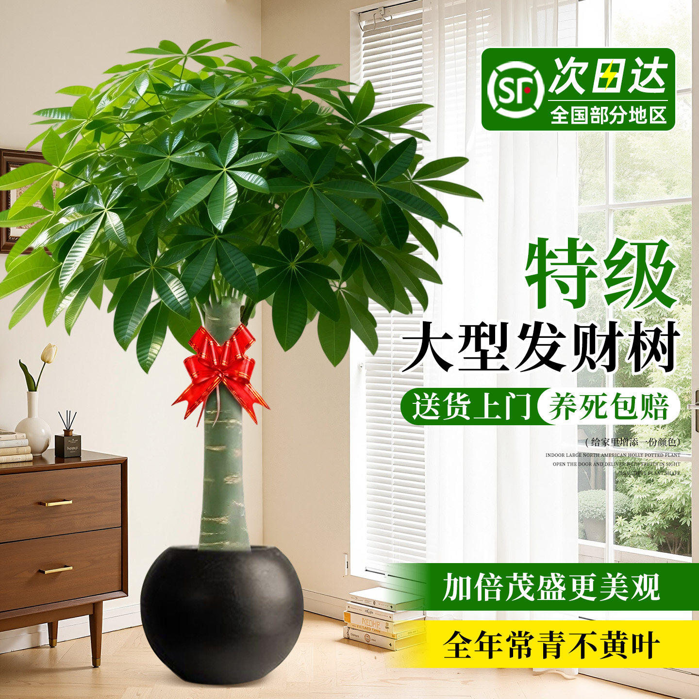 发财树客厅大盆栽大型绿植招财树乔迁新居办公室乔迁开业送礼植物,鲜花速递/花卉仿真/绿植园艺,大型绿植/成品组合盆栽,淘宝优惠券,粉丝福利购,淘宝优惠卷