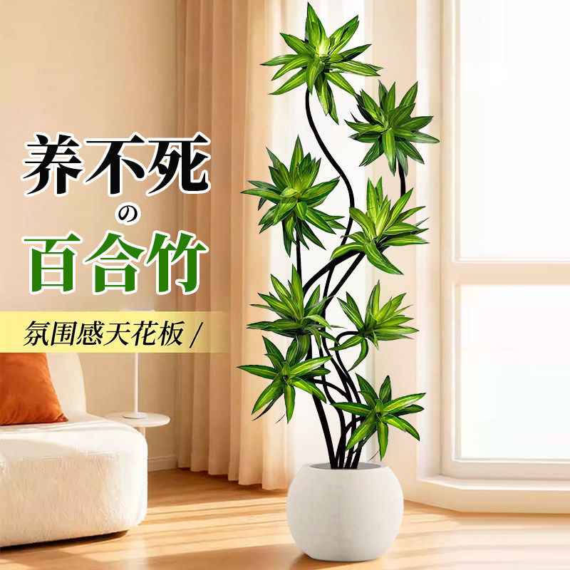 百合竹客厅绿植旺宅大盆栽精品高端高级感室内绿植四季好养可选货,鲜花速递/花卉仿真/绿植园艺,大型绿植/成品组合盆栽,淘宝优惠券,粉丝福利购,淘宝优惠卷