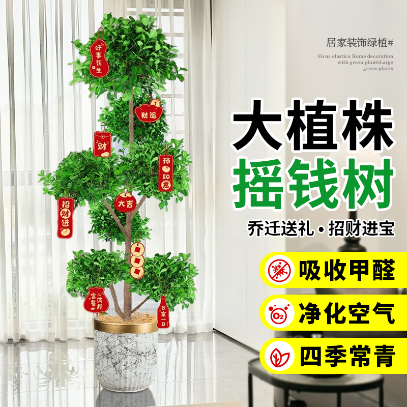 金钱榕客厅大花盆栽室内型