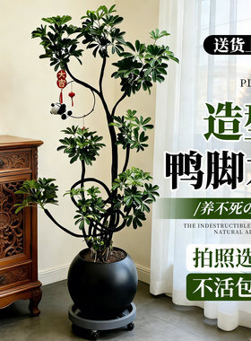 造型鸭脚木客厅大盆栽高级感八方来财鸭掌木鹅掌柴大型绿植好养活