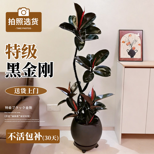 造型黑金刚橡皮树室内绿植高级感