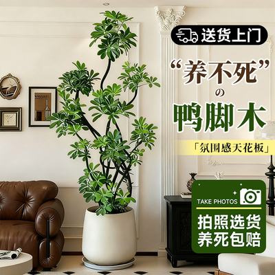 造型鸭脚木室内客厅绿植高级感