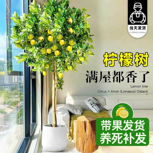 香水柠檬树客厅大型绿植盆栽带果