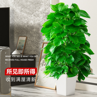 大叶绿萝柱盆栽客厅大型绿植办公室内净化空气新房好养绿箩大叶