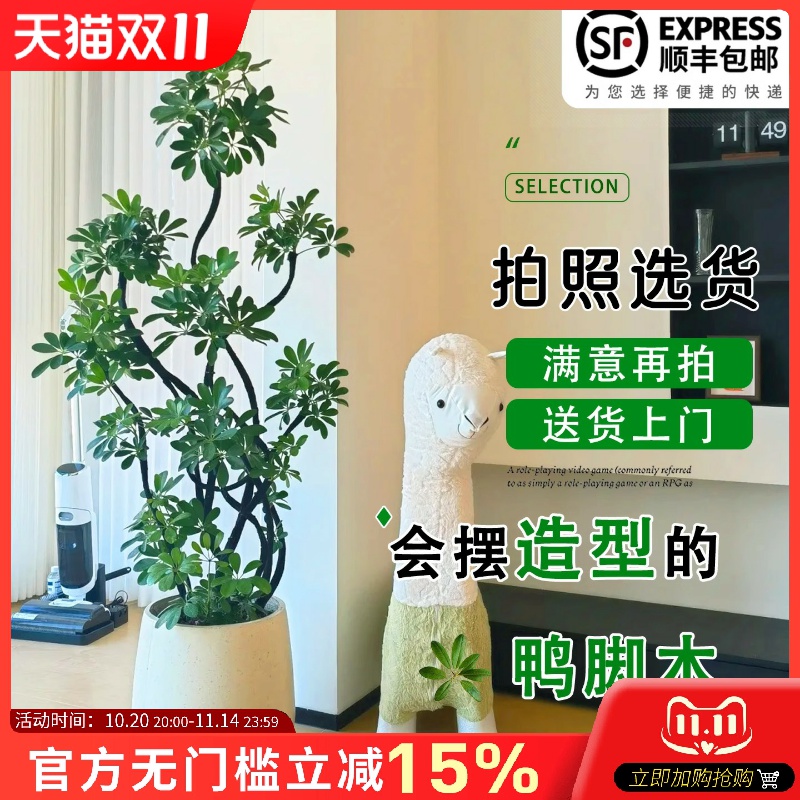 鸭掌木鹅掌柴室内乔迁绿植