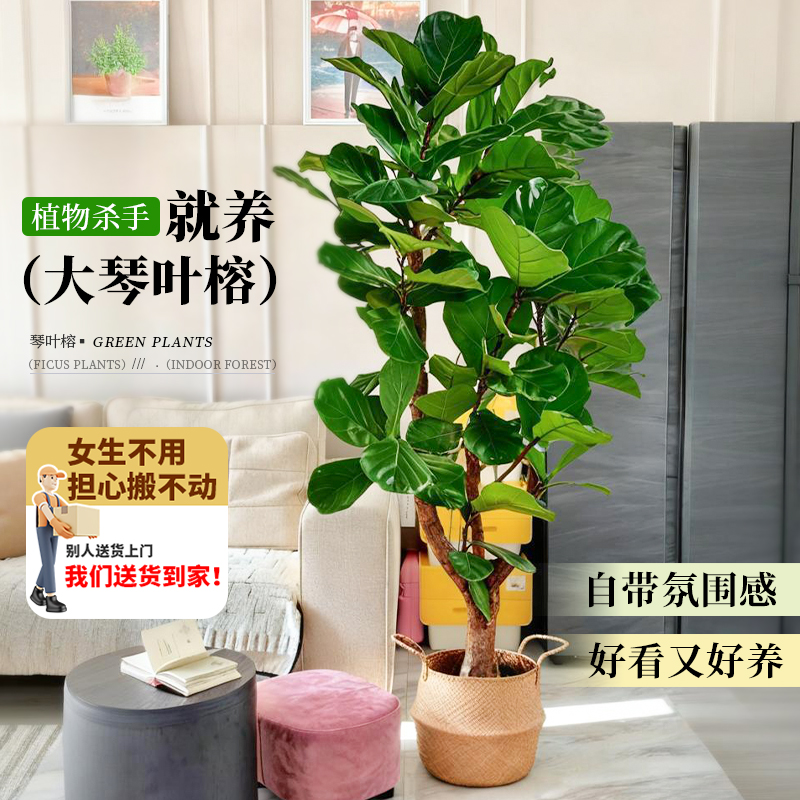老桩琴叶榕客厅高级绿植软装植物