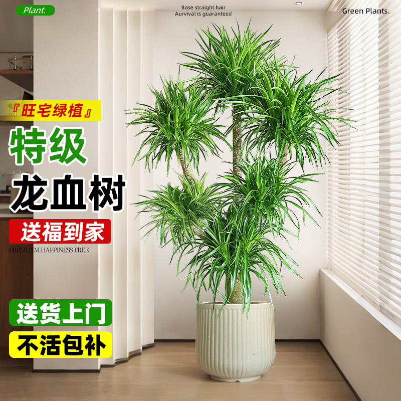 精品龙血树客厅绿植高级清新空气