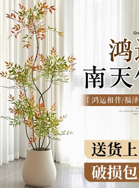 南天竹盆栽客厅大型绿植真树火焰红老桩办公室内高级感落地式大号