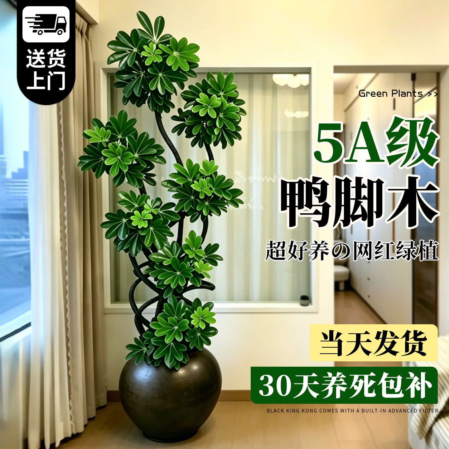 鸭脚木绿植室内大型植物客厅盆栽图片