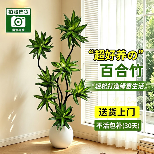 百合竹客厅绿植大盆栽精品老桩