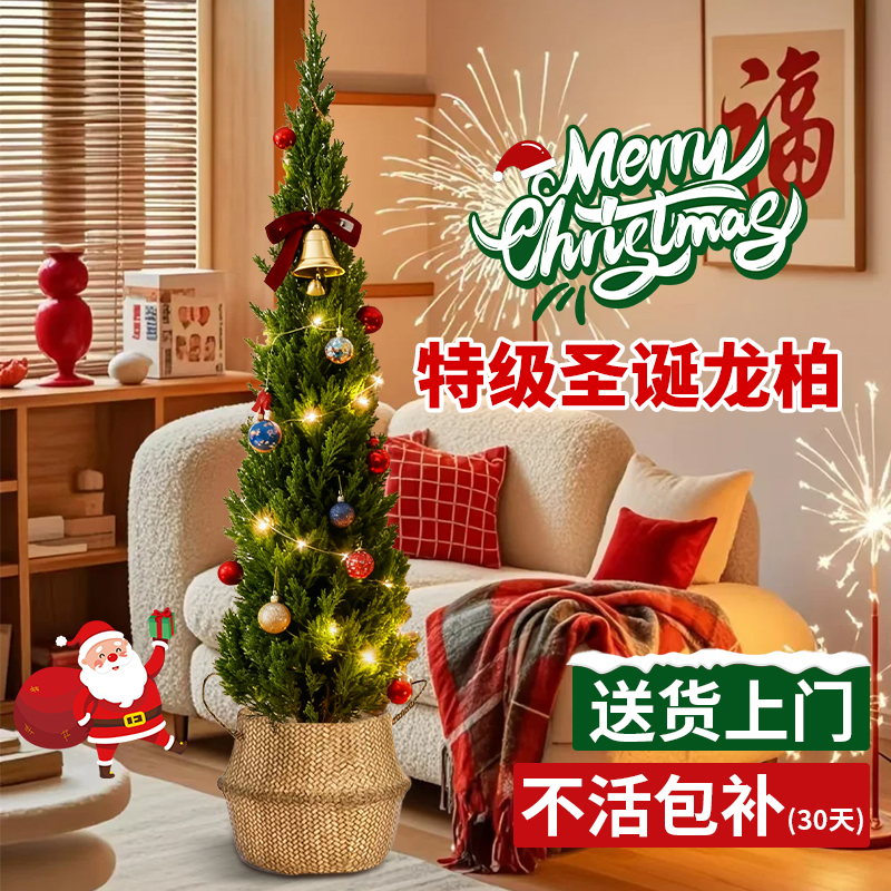 圣诞树真树龙柏盆栽好养易活氛围