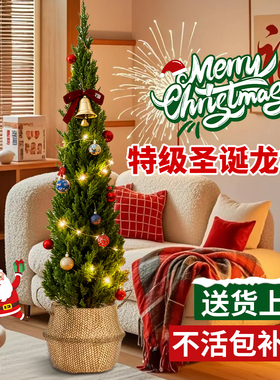 圣诞树真树龙柏树装饰品礼物室内客厅氛围感摆件大型绿植物好养