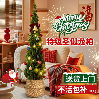 圣诞树真树龙柏盆栽好养易活氛围