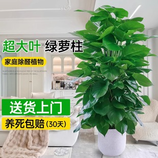 大叶绿萝柱盆栽客厅大型绿植办公室内高级感植物绿箩盆景好养易活