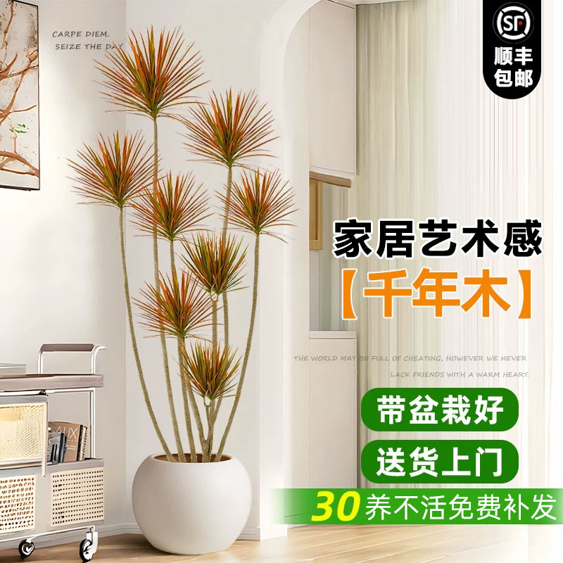 千年木盆栽大型客厅植物室内好养七彩铁龙血树真绿植地式真树造景图片