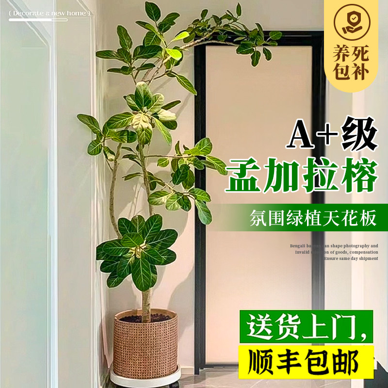 孟加拉榕盆栽客厅绿植室内大型黄金榕高山榕树落地真花旺宅树造型,鲜花速递/花卉仿真/绿植园艺,大型绿植/成品组合盆栽,淘宝优惠券,粉丝福利购,淘宝优惠卷