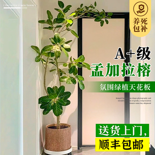 孟加拉榕盆栽客厅绿植室内大型黄金榕高山榕树落地真花旺宅树造型