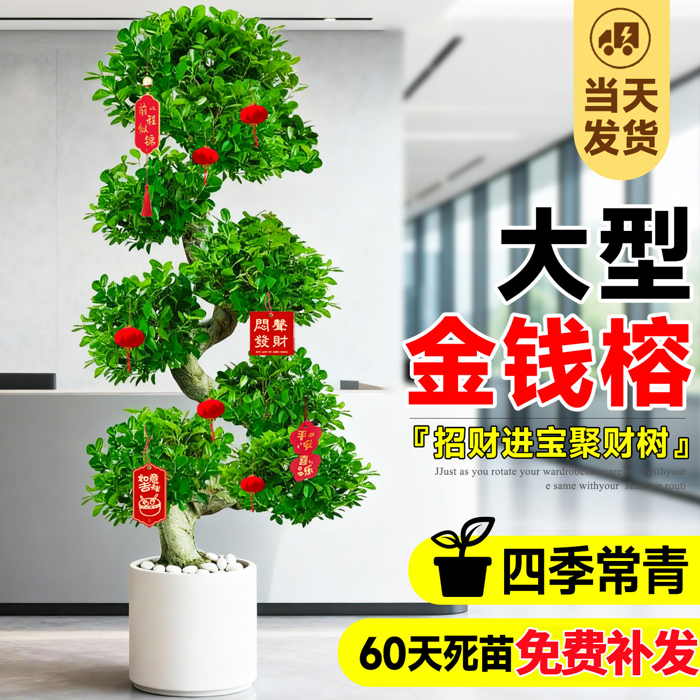 金钱榕招财绿植大型室内盆栽办公室造型盆景摆件四季常青乔迁送礼,鲜花速递/花卉仿真/绿植园艺,大型绿植/成品组合盆栽,淘宝优惠券,粉丝福利购,淘宝优惠卷