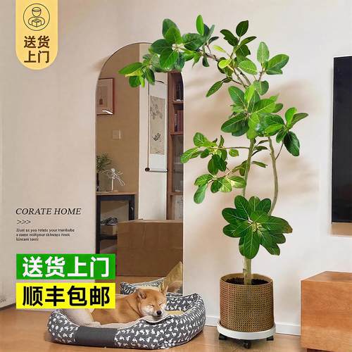 网红孟加拉榕盆栽客厅绿植