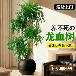 龙血树客厅高级感龙须树多头老桩大型室内绿植办公室植物盆栽盆景