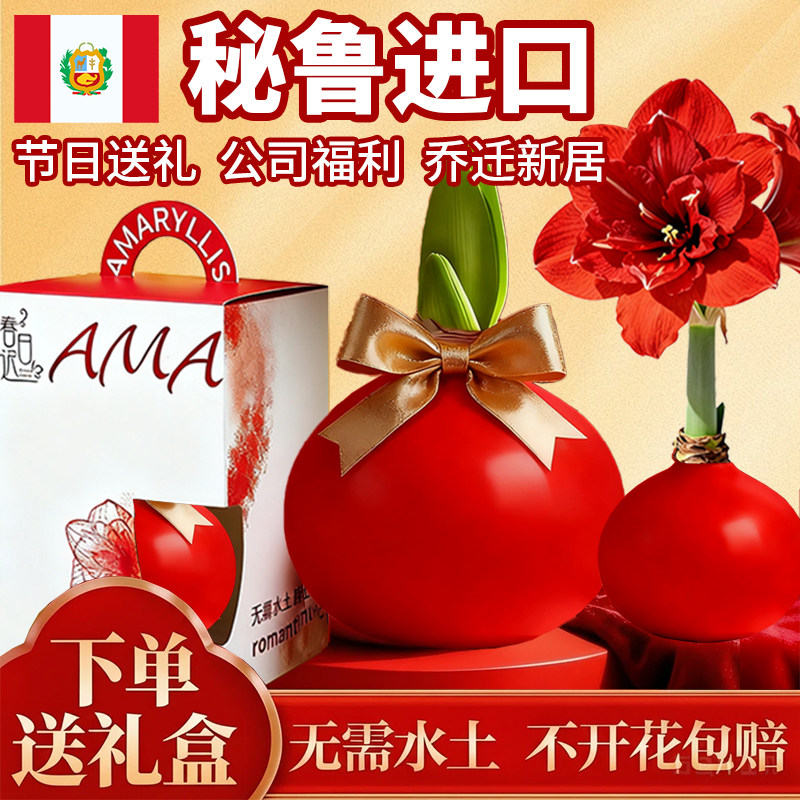 进口朱顶红种球蜡封重瓣绿植图片