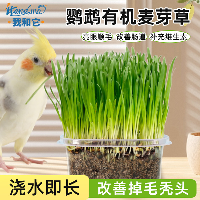 鹦鹉麦芽草粮大麦种子鹦鹉啃咬饲料鸟草盒零食促进消化解闷防啄毛,宠物/宠物食品及用品,鸟零食,淘宝优惠券,粉丝福利购,淘宝优惠卷