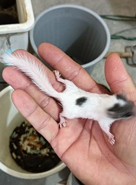 西班牙睡鼠活物宠物幼崽网红小宠物拇指鼠好养活宿舍幼崽懒人宠物