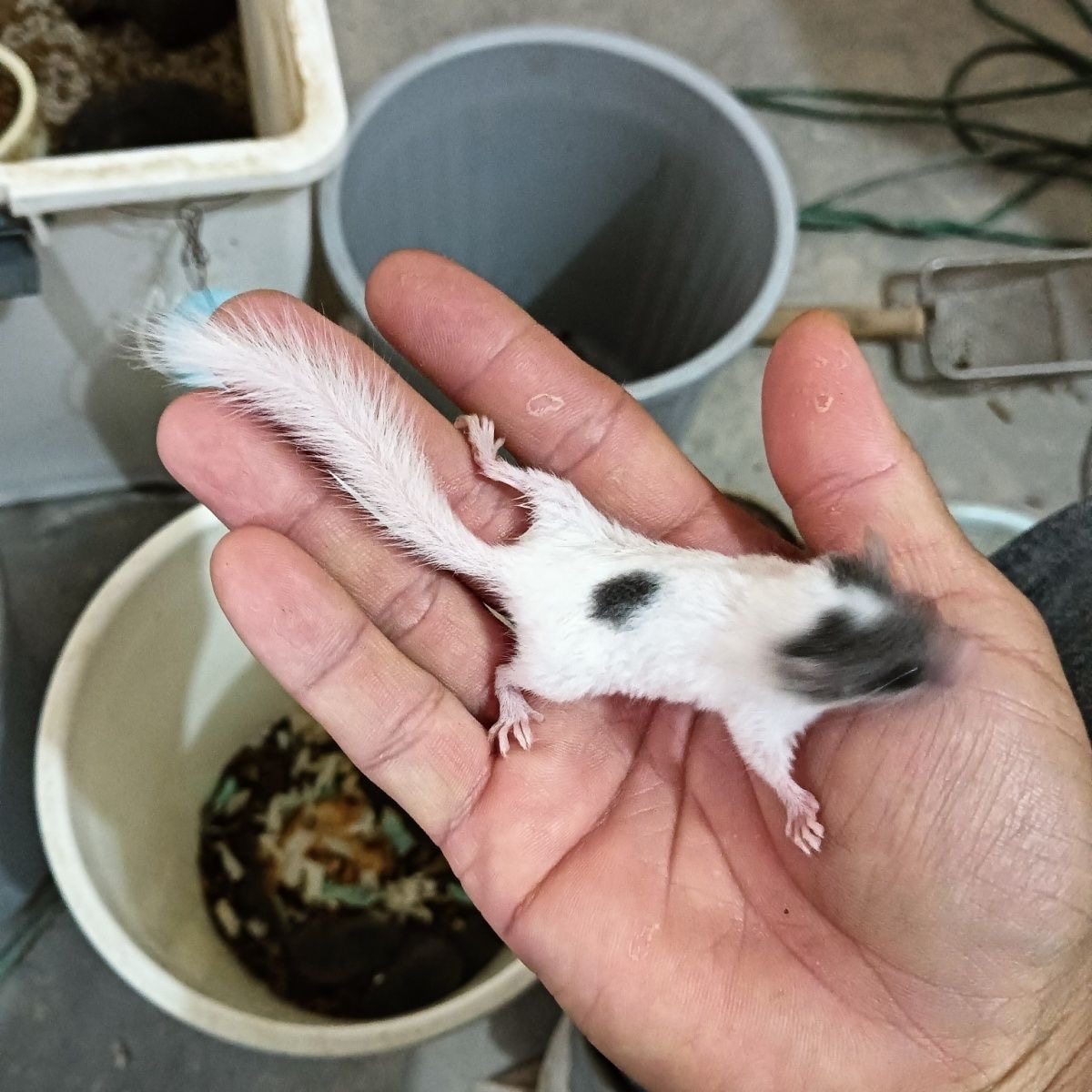 西班牙睡鼠拇指鼠自家繁殖幼崽活物学生宿舍口袋粘人小萌宠物包活