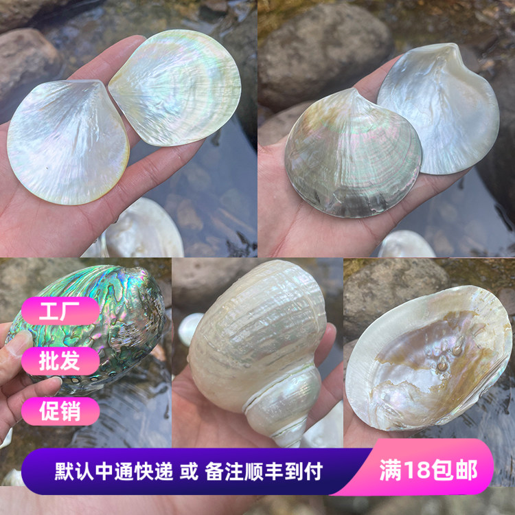天然海洋黑贝 金黄贝 鲍鱼贝 海螺 珍珠蚌 工艺品装饰摆件DIY材料