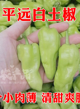 梅州特产土椒小青椒薄皮新鲜