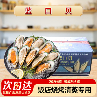 整箱港洋蓝口贝青口贝冰冻水产20斤件鲜活速冻淡菜烧烤食材商用