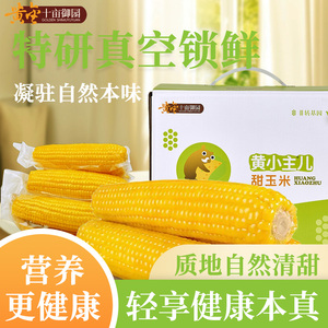 黄小主儿玉米啃乐熊黄金甜玉米
