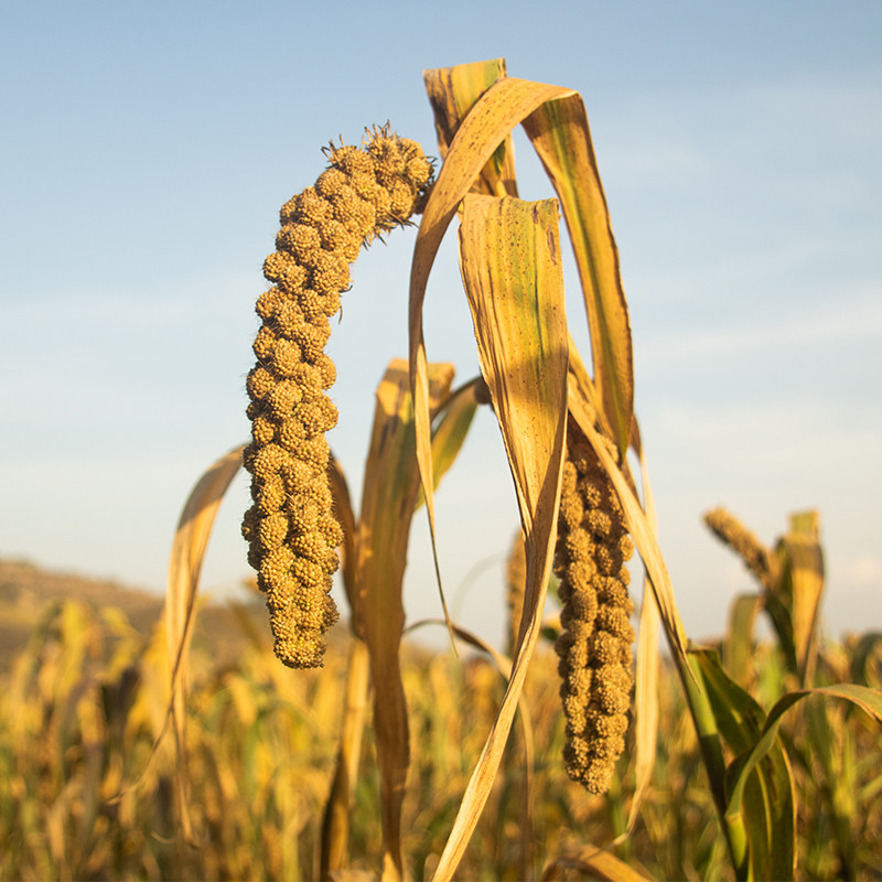 陕北米脂油黄小米粥小黄米新米5斤非山西小米五谷杂粮婴儿养胃粥