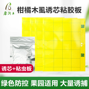 柑橘木虱诱芯柑橘木虱黏虫板搭配生物诱捕器专用木虱专用果树用