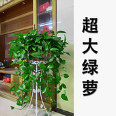 绿萝长藤款 盆栽植物室内绿植办公室客厅长藤垂吊大叶绿箩新房家用