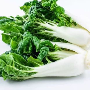 新鲜矮脚奶白菜新鲜蔬菜宁夏牛奶大白菜学斗鹤斗白迷软糯清甜