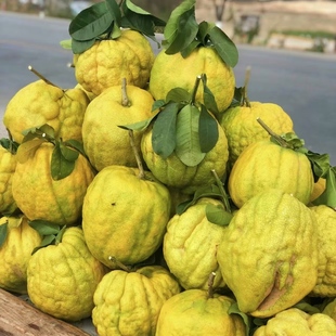 云南香缘大果新鲜香橼果佛手柑水果农家自种香园非金华高山上现摘