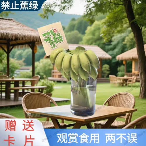 拒绝禁止蕉绿整串带杆小米蕉办公室桌面水养香蕉非苹果蕉芭蕉新鲜
