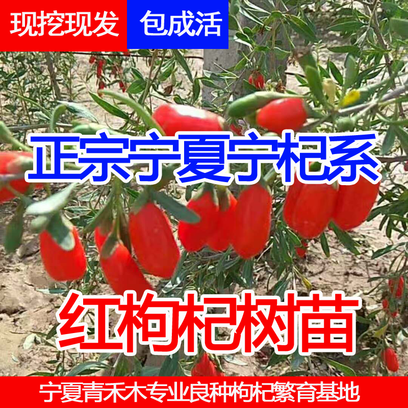 枸杞苗 树苗 红枸杞苗7号 宁夏当年结果枸杞树苗盆栽地栽南北方种