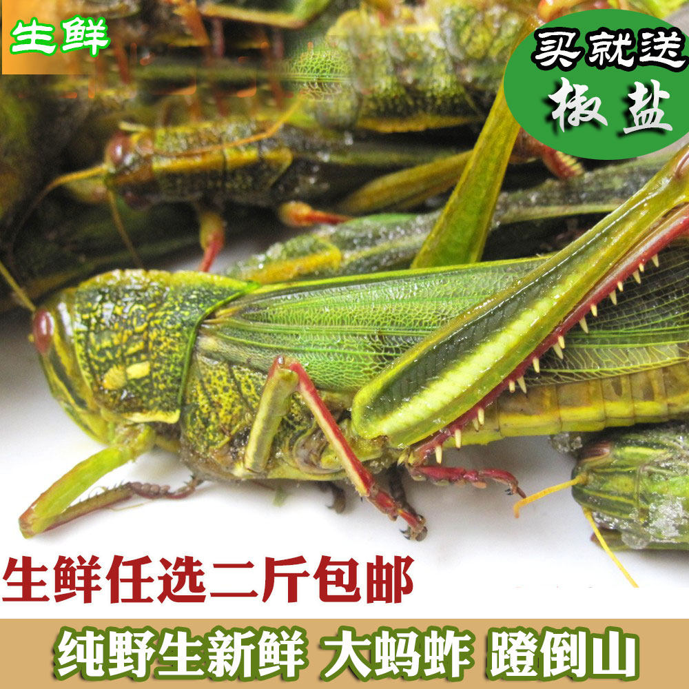 新鲜新蜢蚂蚱 蹬倒山 速冻蚂蚱 非活体 大蚂蚱  包邮 500g