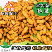 特级新鲜 金丝蛹 鲜嫩 新鲜新蚕蛹 蝉蛹 大桑蚕蛹 包邮 500g
