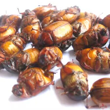 2026包邮大颗新鲜瞎眼创子 黄色 金龟子 甲壳虫 虫子 昆虫 500g