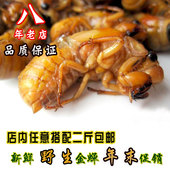 包邮 知了龟昆虫 新鲜金蝉 唐僧肉 蝉蛹 知了猴 节流龟 500g