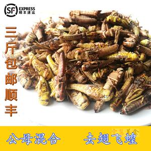 包邮2023新东亚飞蝗 去翅蚂蚱 山东蝗虫 蚱蜢 活体速冻  500g