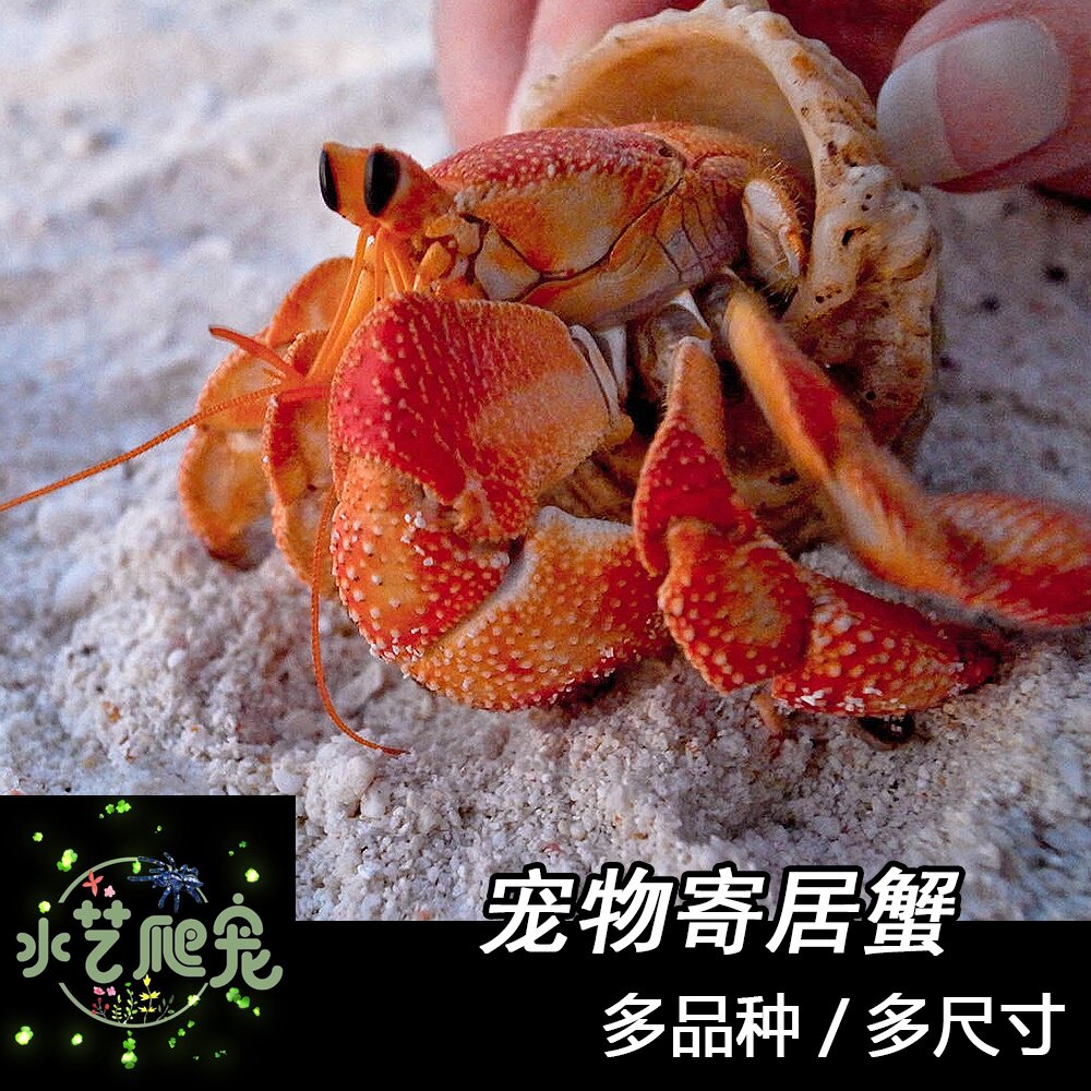 包邮寄居蟹陆生超大草莓灰白短腕寄居蟹观赏蟹活物懒人宠物蟹包活