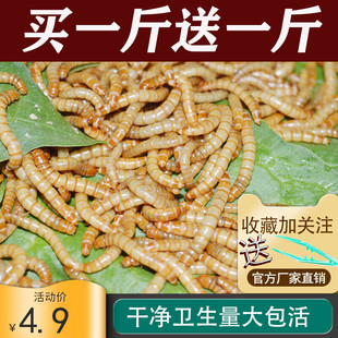 面包虫活虫黄粉虫鹦鹉蜘蛛蝎子龙鱼乌龟守宫角蛙画眉鸟食鲜活饲料