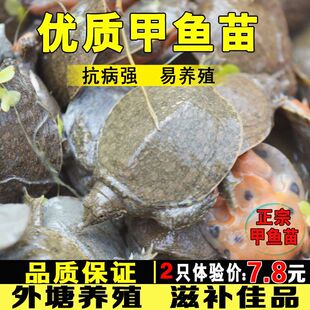 甲鱼活鱼苗外塘养殖中华鳖鱼乌龟王八团鱼水鱼苗龙鱼饲料小甲鱼苗