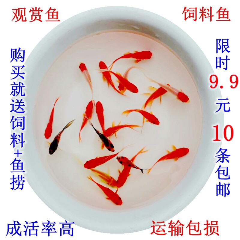 金鱼观赏鱼锦鲤小金鱼活体小红草金鱼苗锦鲫锦鲤不怕冷水易养练手