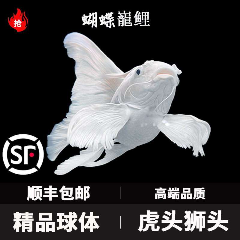 蝴蝶鲤观赏鱼活鱼大鳍长尾短身台湾纯种球体红色贵妃冷水锦鲤鱼苗