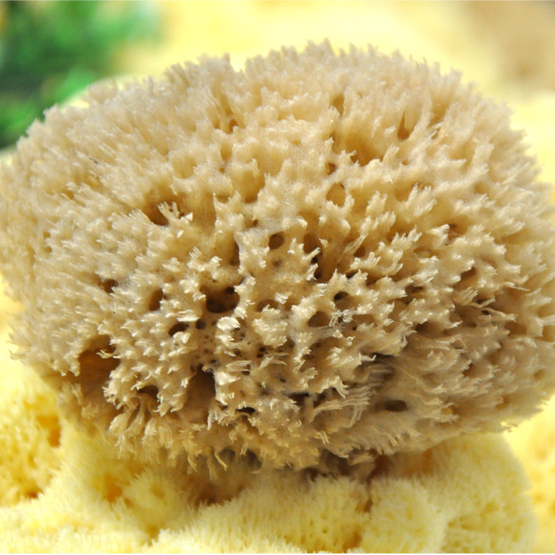 希腊地中海天然海藻棉 原色蜂窝绵海绵 洗面膜洗脸成人洗澡去角质